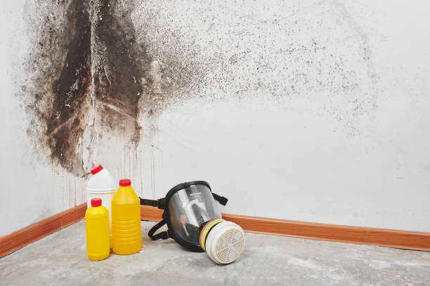 Mold Remediation for Vacation Homes